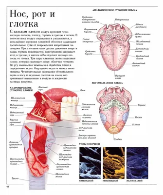 Скачивайте красивые изображения: Строение языка человека