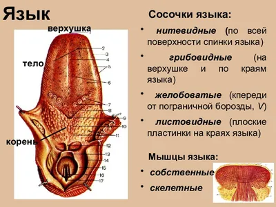 Фото: Человеческий язык в высоком разрешении (WebP)