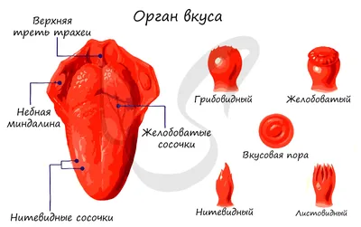 Картинки для обучения: Строение языка человека в различных форматах