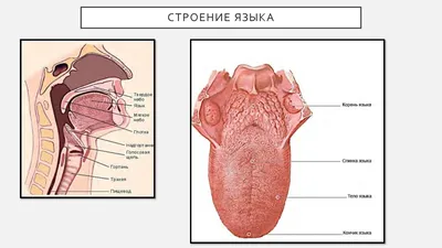 Фотоискусство человека: Изображения в форматах WebP и PNG