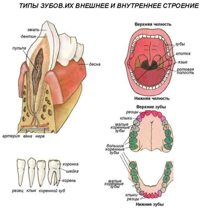 Строение полости рта строение зуба. Пищеварительная система человека зубы. Пищеварительная система ротовая полость (с зубами. Органы пищеварительной системы зубы строение.