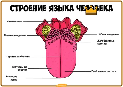 Скачивайте фото: Строение языка человека в JPG