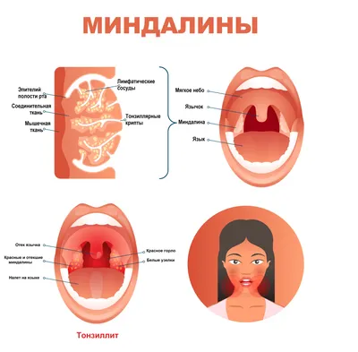 1. Строение миндалин человека в высоком разрешении