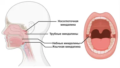 8. Смотрите внимательно: строение миндалин на фото