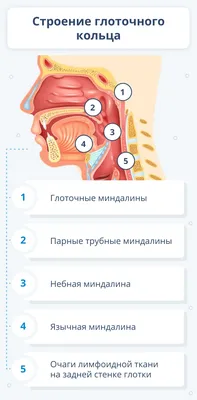 9. Исследуйте человеческие миндали: фотографии в разных размерах