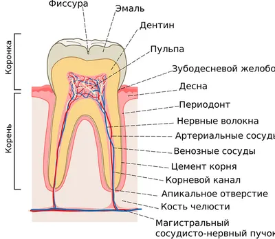 14. Раскройте тайны: фотографии строения миндалин человека