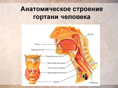 17. Углубленный взгляд: подробные изображения человеческих миндалин