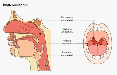 19. Лучшие кадры: строение миндалин на высоком уровне