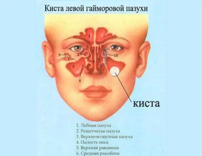 26. Исследуйте глубины: изображения строения миндалин человека