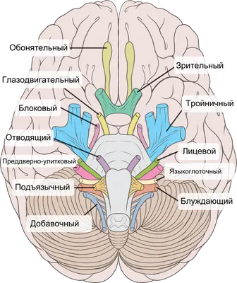 30. Подробные кадры: выберите свой формат для фото миндалин