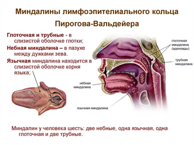 5. Разнообразные форматы: JPG, PNG, WebP миндалин человека