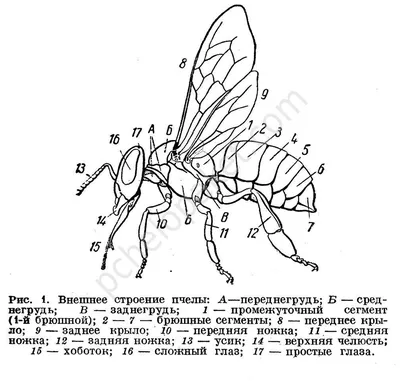 Строение пчелы  фото