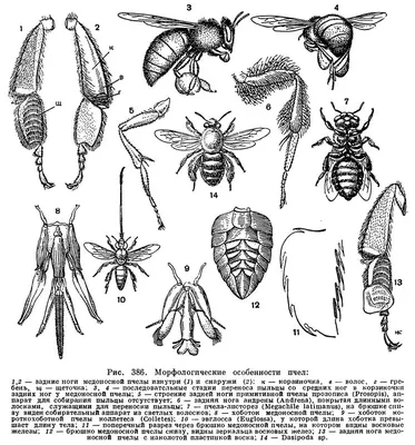Изображения пчелы с описанием ее анатомии