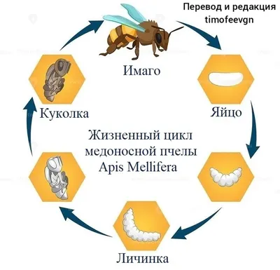 Новые снимки пчелы с подробным описанием