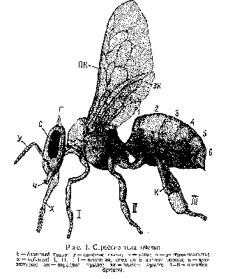 Новые изображения пчелы с описанием ее анатомии