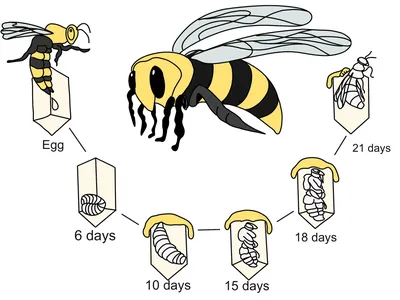 Фото пчелы с подробной информацией о ее строении и функциях