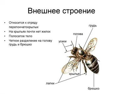 Фотографии строения пчелы: уникальный взгляд