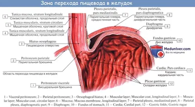 Интерактивные изображения пищевода: Выберите свой формат