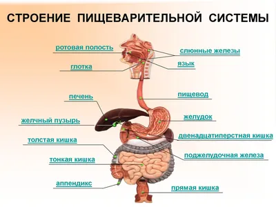 Анатомическая красота пищевода: Ваши фото-предпочтения