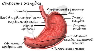 Восхитительные изображения пищевода человека: Фото, картинка, изображение