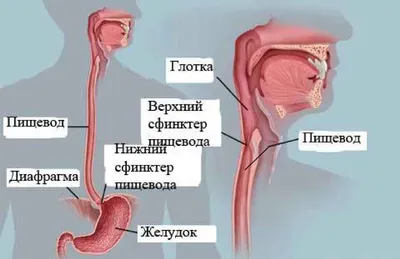 Фотографии пищевода в высоком разрешении: JPG, PNG, WebP