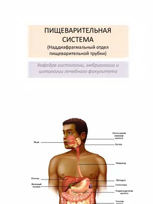 Очарование внутреннего мира: Строение пищевода на фото