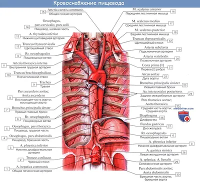 Исследование строения пищевода: Свежие и наглядные изображения