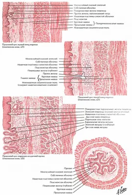Строение пищевода человека фотографии