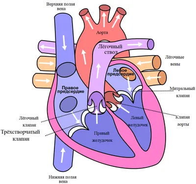 Строение сердца человека фотографии