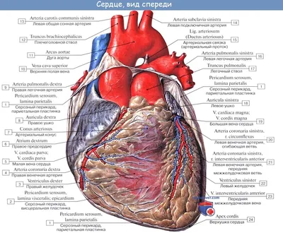Очарование анатомии: Фотографии строения сердца
