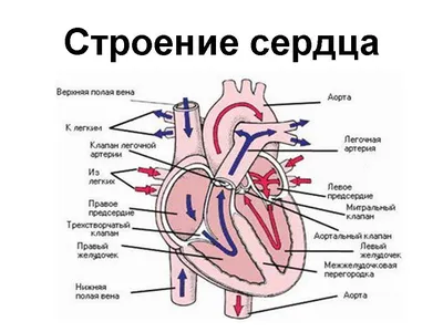 Фото человеческого сердца в форматах JPG, PNG, WebP