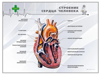 Подробное изучение: Изображения строения сердца человека