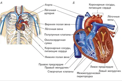 Внутренний мир: Разнообразные фотографии строения сердца