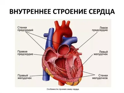 Чудеса анатомии: Структура сердца в форматах JPG, PNG, WebP