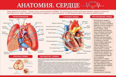 Ваш выбор: Размер и формат изображения сердца