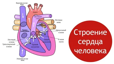 Фото сердца человека: различные ракурсы и ракурсы