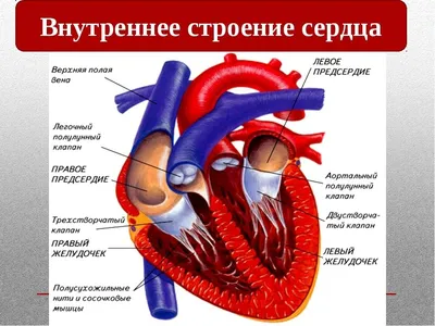 Великолепие анатомии: Сердечные образы в форматах JPG, PNG, WebP