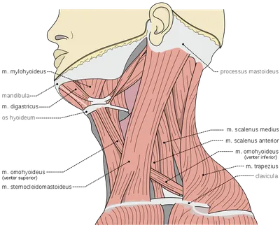 Детальная анатомия: Изображение строения шеи человека в PNG