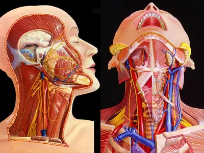 Сверхблизко: Изображение анатомии шеи человека в формате WebP