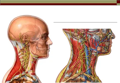 Глубокое погружение: Фотография строения шеи человека в PNG