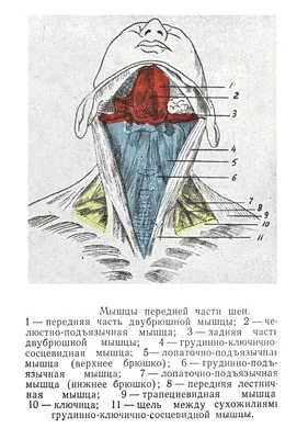 Великолепие деталей: Фото строения шеи человека в WebP