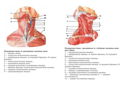 Нюансы анатомии: Изображение шеи человека в JPG