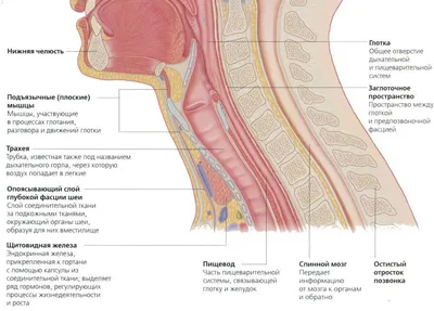 Строение шеи человека фотографии