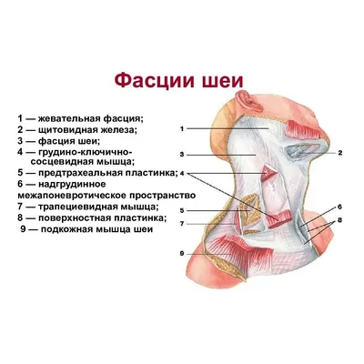 Детализация шеи человека: Картинка в формате JPG