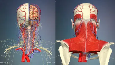 Полная ясность: Фото строения шеи человека в PNG