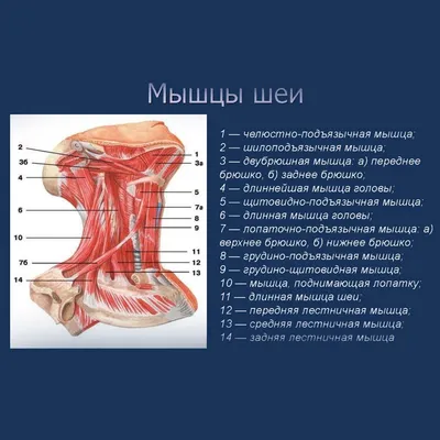 Осмотр изнутри: Фотография шеи человека в WebP