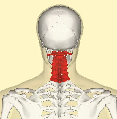 Вид изнутри: Картинка строения шеи человека в JPG