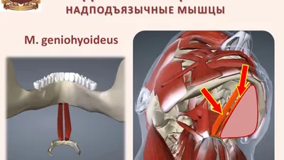 Раскрытие анатомии: Изображение шеи человека в WebP