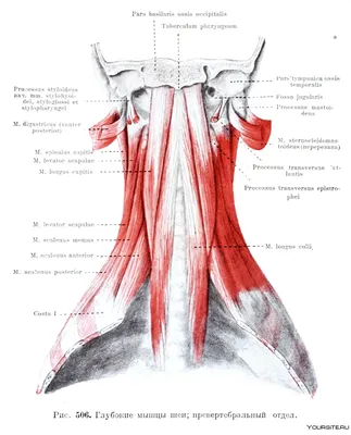 От мельчайших деталей до целостной картины: Картинка анатомии шеи человека в JPG