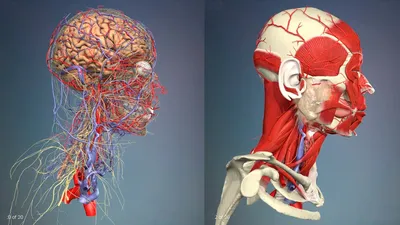 Детальный разбор: Изображение анатомии шеи человека в JPG